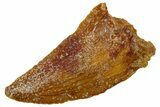 Serrated Raptor Tooth - Real Dinosaur Tooth #300848-1
